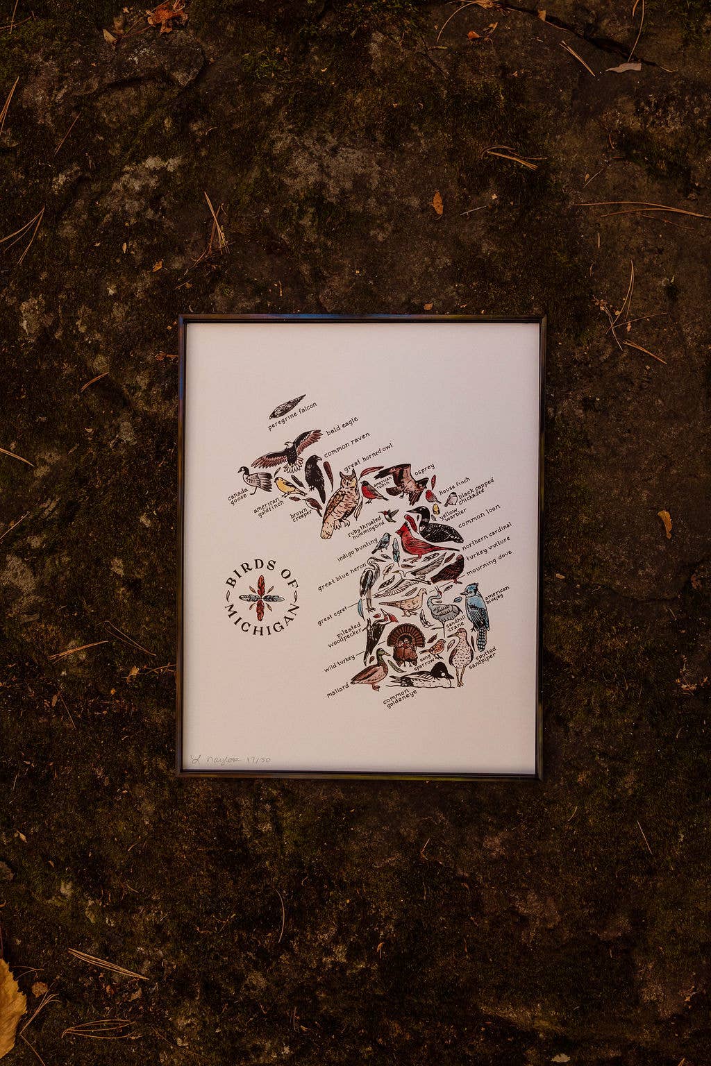 Birds of Michigan Watercolor Art Print