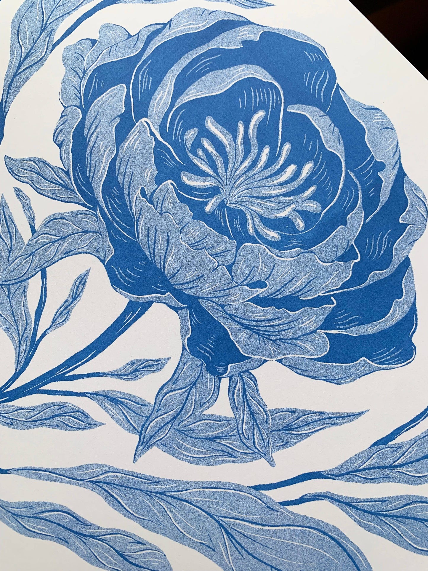Peony Bloom Print