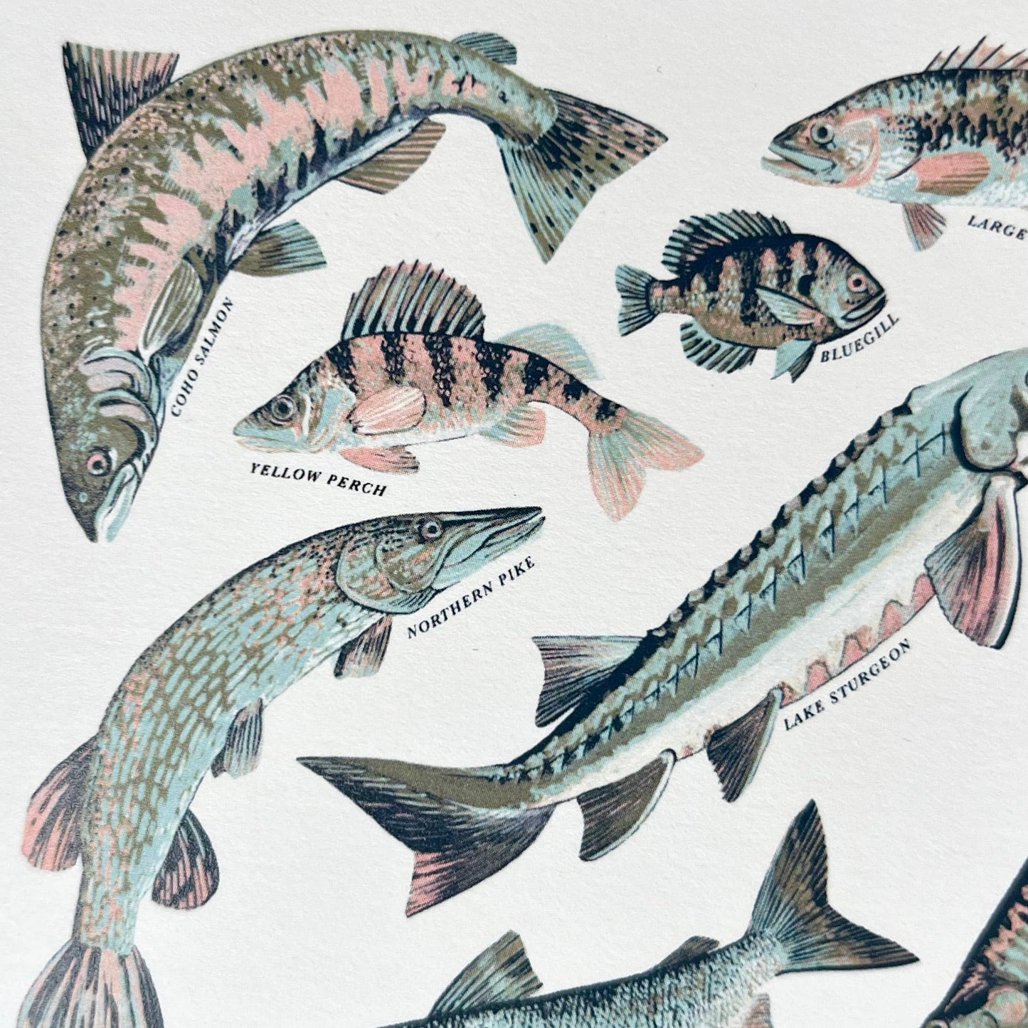Great Lakes Nature Greeting Cards -Blank Inside: Style 1: Fish of the Great Lakes