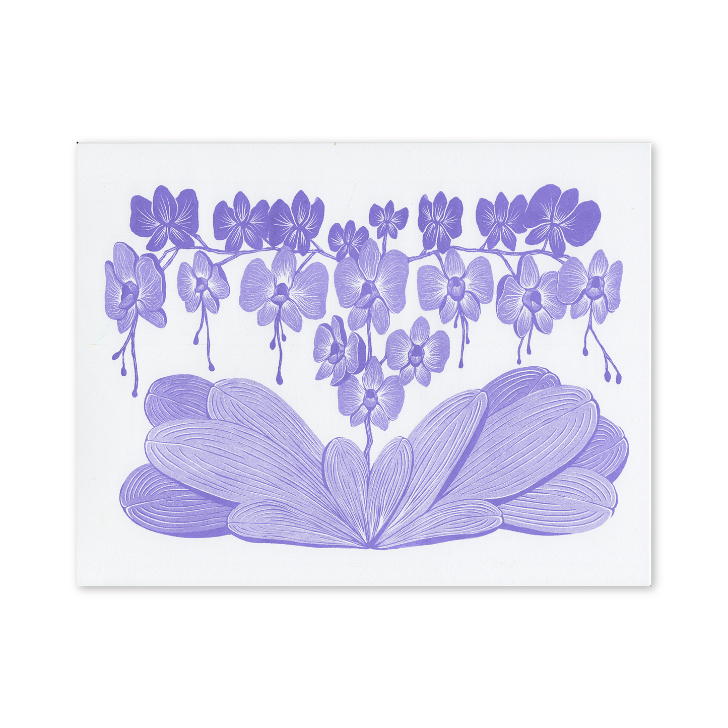 Orchid Bloom Print